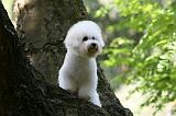 BICHON FRISE 588